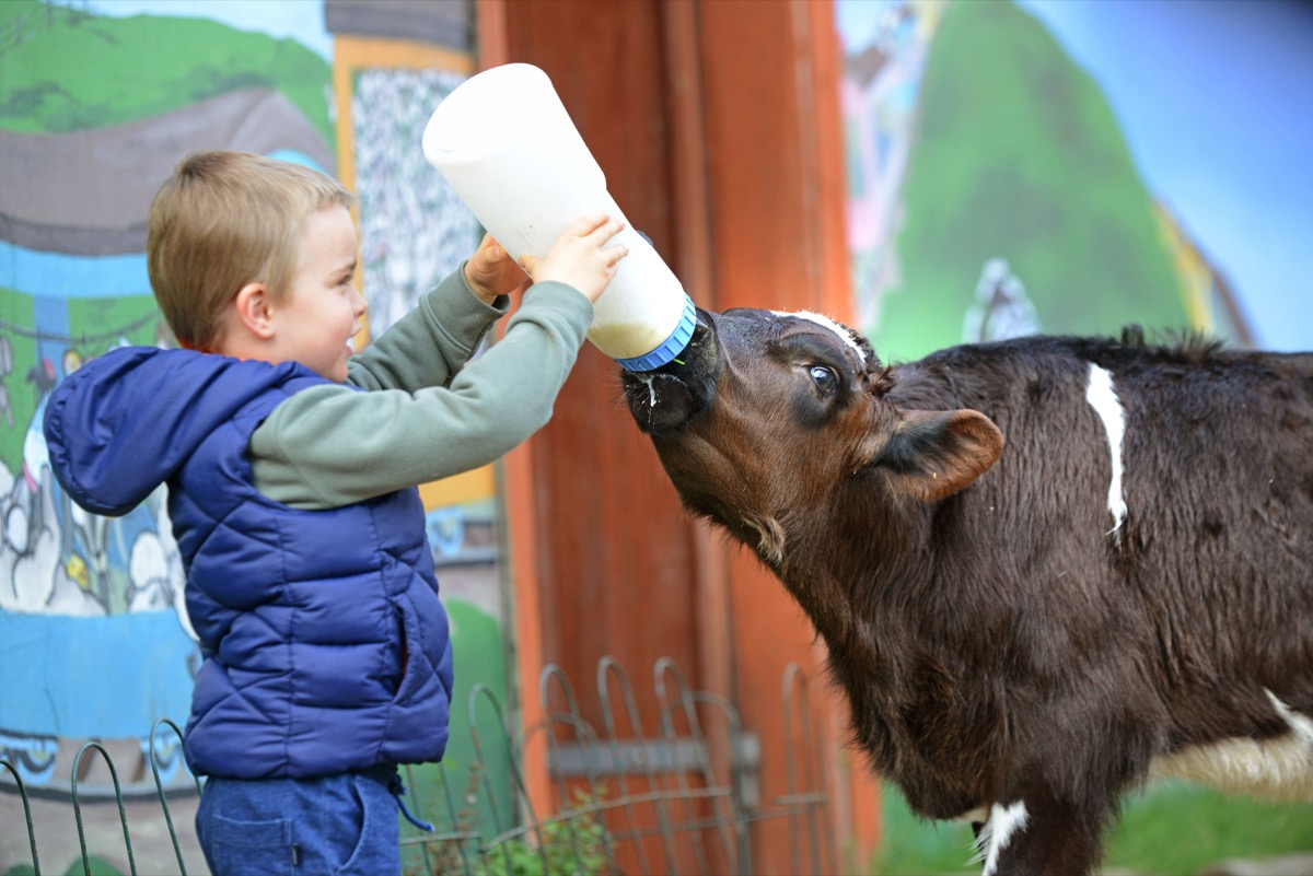 Child bottle-feeding a calf at Myuna Farm